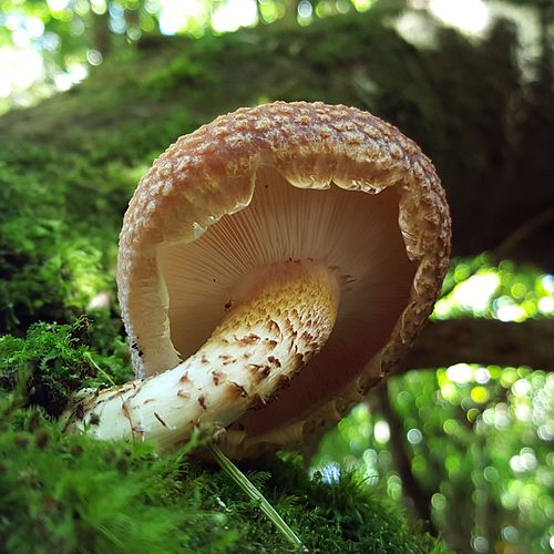 Lentinula aciculospora